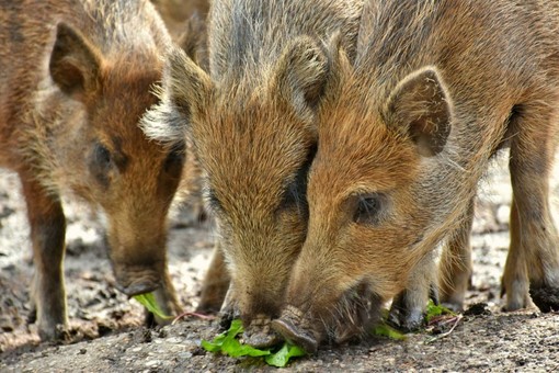 Danni da fauna selvatica, Coldiretti Piemonte: "Risarcimenti insufficienti, penalizzate le aziende agricole" Danni da fauna selvatica, Coldiretti Piemonte: "Risarcimenti insufficienti, penalizzate le aziende agricole"
