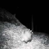 Istrice avvistato in una valle dell’Ossola: primo riscontro certo nel Nord Piemonte