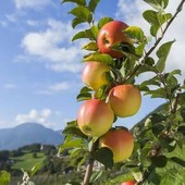 Mele piemontesi, raccolta anticipata per il caldo e produzione in crescita Mele piemontesi, raccolta anticipata per il caldo e produzione in crescita