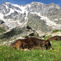La storia millenaria dell'Alpe Pedriola tra storia, biodiversità e tradizione La storia millenaria dell'Alpe Pedriola tra storia, biodiversità e tradizione