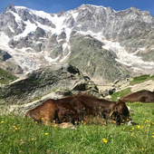 La storia millenaria dell'Alpe Pedriola tra storia, biodiversità e tradizione La storia millenaria dell'Alpe Pedriola tra storia, biodiversità e tradizione