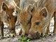 Danni da fauna selvatica, Coldiretti Piemonte: "Risarcimenti insufficienti, penalizzate le aziende agricole" Danni da fauna selvatica, Coldiretti Piemonte: "Risarcimenti insufficienti, penalizzate le aziende agricole"