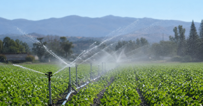 Coldiretti Novara-Vco: "L'acqua è una priorità strategica, servono invasi e una rete idrica più efficiente"