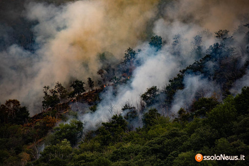 Incendio a Premosello, oltre 800 ettari devastati: parte la richiesta di stato di emergenza Incendio a Premosello, oltre 800 ettari devastati: parte la richiesta di stato di emergenza