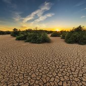 Caldo estremo e siccità mettono a dura prova l’agricoltura europea Caldo estremo e siccità mettono a dura prova l’agricoltura europea