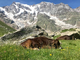 La storia millenaria dell'Alpe Pedriola tra storia, biodiversità e tradizione La storia millenaria dell'Alpe Pedriola tra storia, biodiversità e tradizione