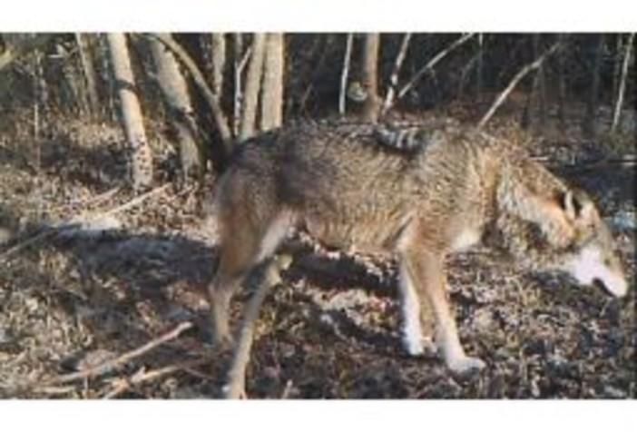 Lupo in Piemonte: Carosso scrive al Ministro della Transizione Ecologica