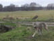 In un video gli allevatori del VCO rilanciano il loro allarme per il pericolo dei lupi