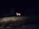 Lupo avvistato nella notte a Crodo Lupo avvistato nella notte a Crodo