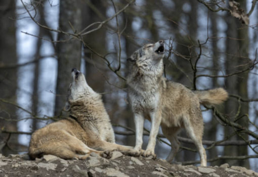 Stop in Canton Vallese all'abbattimento di 3 branchi di lupi