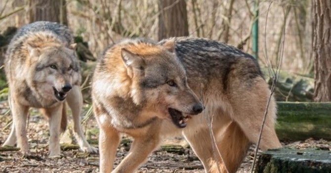 Lupi, danno risultati le misure di controllo adottate in Svizzera Lupi, danno risultati le misure di controllo adottate in Svizzera
