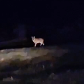 Lupo avvistato nella notte a Crodo Lupo avvistato nella notte a Crodo