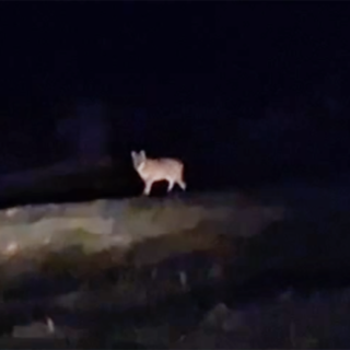 Lupo avvistato nella notte a Crodo Lupo avvistato nella notte a Crodo