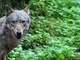 Cresce il numero di esemplari di lupi sull'arco alpino occidentale, come gestirli?