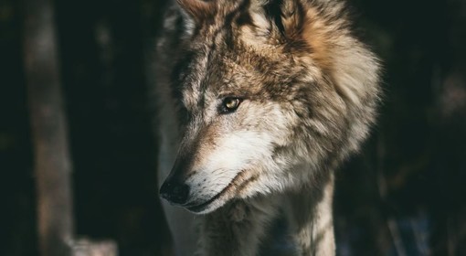 Convegno sul lupo, Preioni: &quot;Si adotti il modello francese che prevede il contenimento della specie attraverso l’abbattimento selettivo&quot;
