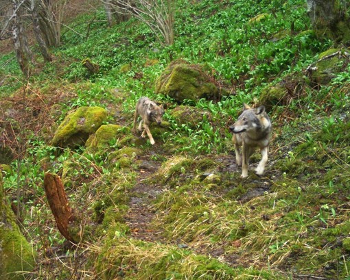 Contenere i lupi per salvaguardare il capitale umano e zootecnico delle Alpi