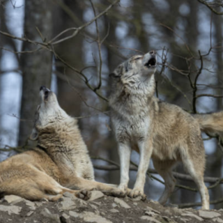 Indennizzi agli allevatori piemontesi per i danni causati dai lupi, aperto bando da 383 mila euro