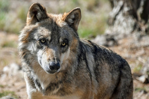 Animalisti scrivono al sindaco di Baceno per la delibera contro lupi e orsi