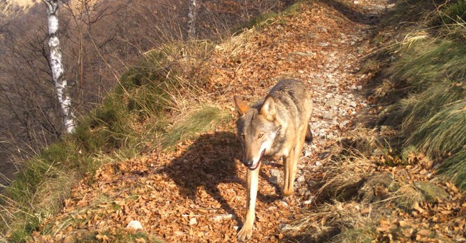 ''E' ora di dare il via all'abbattimento dei lupi: farlo in ottobre è tardi''