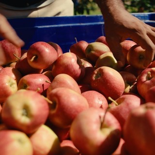 Dai frutteti alla tavola: la filiera corta di Lagnasco Group