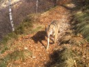 Gregge minacciato dai lupi, allevatrice in salvo grazie ai cani da guardia Gregge minacciato dai lupi, allevatrice in salvo grazie ai cani da guardia