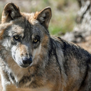 Commissione tutela degli animali: &quot;Irragionevole il declassamento della protezione del lupo&quot;