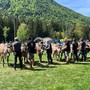 A Santa Maria Maggiore torna la Mostra Bovina della Valle Vigezzo: domenica 4 ottobre la 44esima edizione A Santa Maria Maggiore torna la Mostra Bovina della Valle Vigezzo: domenica 4 ottobre la 44esima edizione