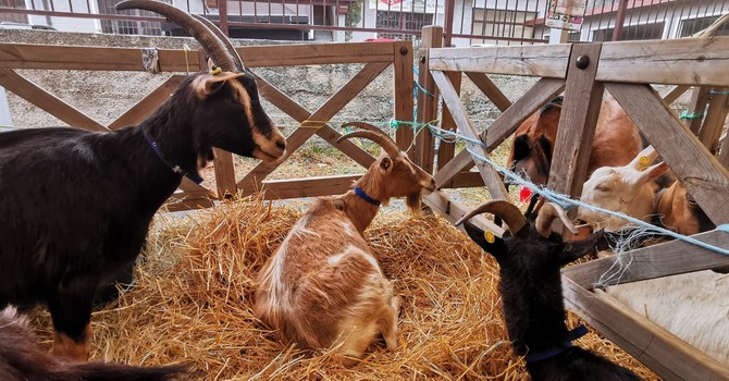 Mostra del capretto, una vetrina del lavoro quotidiano degli allevatori