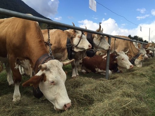 Weekend a Crodo con la Mostra bovina provinciale