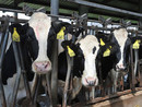 Coldiretti Piemonte sulla filiera della carne: "Dare priorità a redditività imprese e sovranità alimentare"