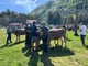 Santa Maria Maggiore, con la Mostra Bovina in passerella le eccellenze degli allevamenti