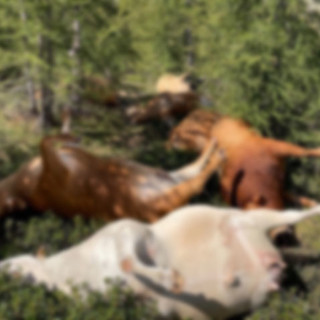 Sei vacche e un toro uccisi da un fulmine in un alpeggio di Crodo: la disperazione degli allevatori