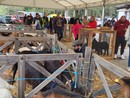 Allevatori e produttori alla mostra del capretto vigezzino FOTO