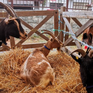 Mostra del capretto, una vetrina del lavoro quotidiano degli allevatori Mostra del capretto, una vetrina del lavoro quotidiano degli allevatori
