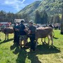 Santa Maria Maggiore, con la Mostra Bovina in passerella le eccellenze degli allevamenti Santa Maria Maggiore, con la Mostra Bovina in passerella le eccellenze degli allevamenti
