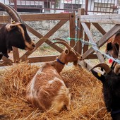 Mostra del capretto, una vetrina del lavoro quotidiano degli allevatori