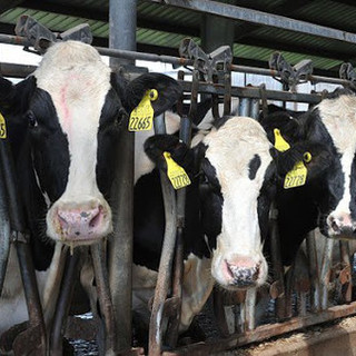 Coldiretti Piemonte sulla filiera della carne: &quot;Dare priorità a redditività imprese e sovranità alimentare&quot;