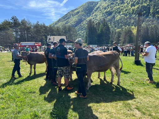 Santa Maria Maggiore, con la Mostra Bovina in passerella le eccellenze degli allevamenti Santa Maria Maggiore, con la Mostra Bovina in passerella le eccellenze degli allevamenti