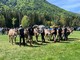 A Santa Maria Maggiore torna la Mostra Bovina della Valle Vigezzo: domenica 4 ottobre la 44esima edizione A Santa Maria Maggiore torna la Mostra Bovina della Valle Vigezzo: domenica 4 ottobre la 44esima edizione
