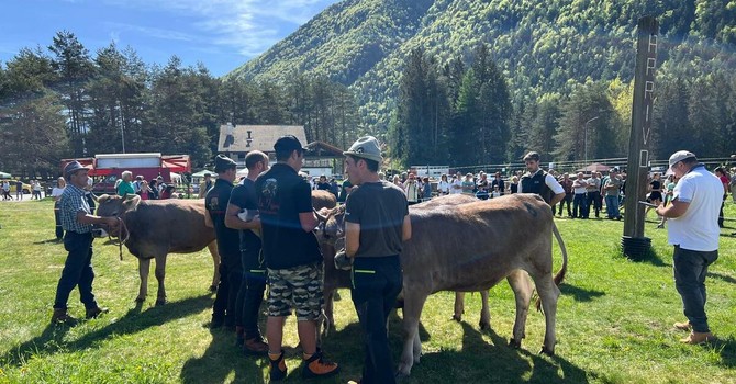 Santa Maria Maggiore, con la Mostra Bovina in passerella le eccellenze degli allevamenti