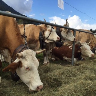 Weekend a Crodo con la Mostra bovina provinciale