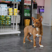 Dieta equilibrata per animali domestici: guida agli alimenti