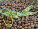 Nocciole, Coldiretti chiede un tavolo regionale: “Serve un fondo straordinario” Nocciole, Coldiretti chiede un tavolo regionale: “Serve un fondo straordinario”