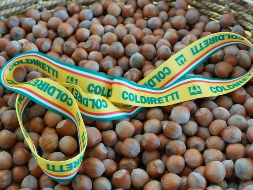 Nocciole, Coldiretti chiede un tavolo regionale: “Serve un fondo straordinario” Nocciole, Coldiretti chiede un tavolo regionale: “Serve un fondo straordinario”
