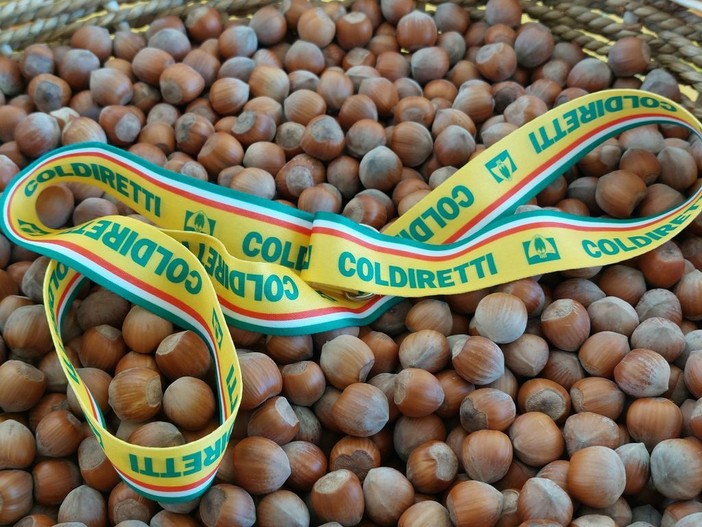 Nocciole, Coldiretti chiede un tavolo regionale: “Serve un fondo straordinario” Nocciole, Coldiretti chiede un tavolo regionale: “Serve un fondo straordinario”