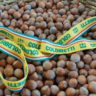 Nocciole, Coldiretti chiede un tavolo regionale: “Serve un fondo straordinario” Nocciole, Coldiretti chiede un tavolo regionale: “Serve un fondo straordinario”