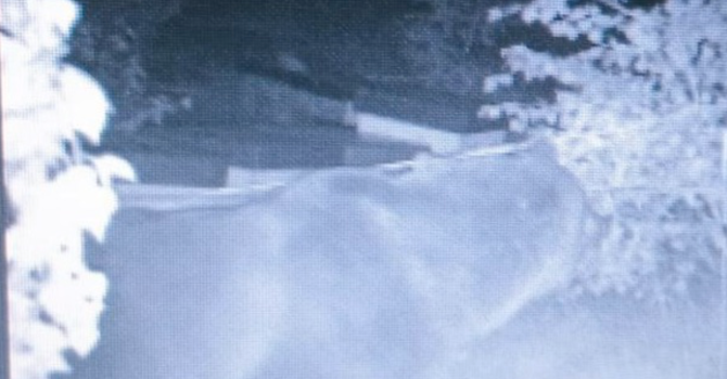 L’orso M29 torna in Ossola: la polizia provinciale conferma incursioni notturne in Valle Vigezzo