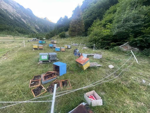 Orso in Valle Loana: il presidente Lana chiede alla Polizia Provinciale di intensificare i monitoraggi