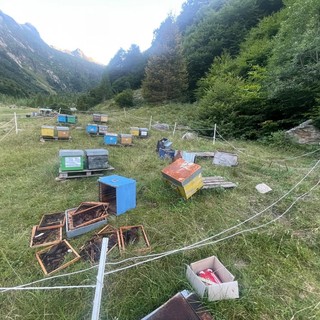 Orso in Valle Loana: il presidente Lana chiede alla Polizia Provinciale di intensificare i monitoraggi