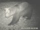 L’orso M29 torna in Val Grande: nuova osservazione nella zona nord del Parco VIDEO